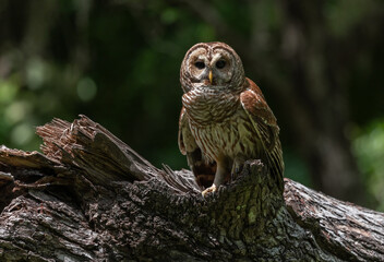 A barred owl in a Florida forest