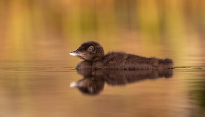 Common loon on a lake