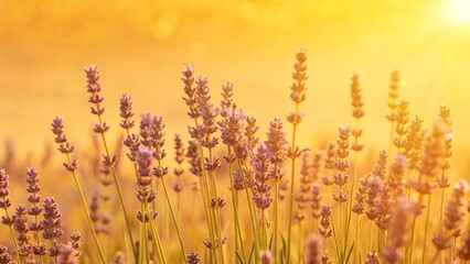 Naklejka premium Lavender 