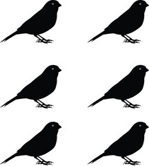 Silhouette Canary bird set. Premium vector illustration of a silhouette birds. 