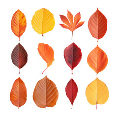 Obraz premium Vibrant autumn leaves in various shades of red and yellow. A visually striking display of natural beauty, capturing the essence of the fall season.