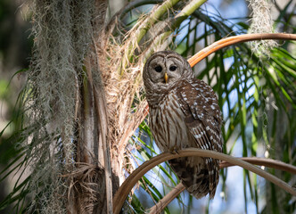 A barred owl in a Florida forest