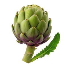Fototapeta premium A fresh artichoke. This culinary delight is known for its unique texture and health benefits.