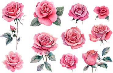 pink roses flowers clipart