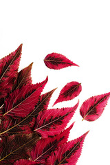 Coleus or Painted Nettles leaves in studio. Isolated on white background.