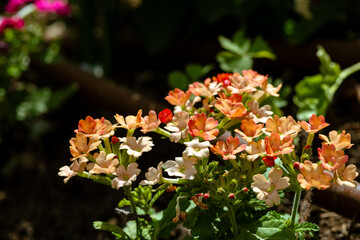 Peach Petunias (Verbena hybrid) flowers blooming in the garden.
