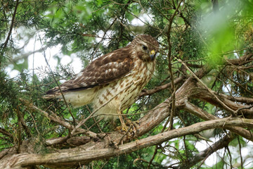 Red shoulder hawk perched in cedar tree hunting prey. 