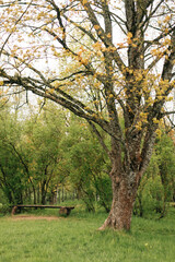A big tree and a bench nearby