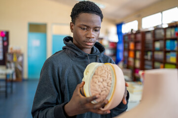 Focused student examining anatomical brain model in biology class