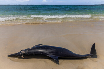 Death dolphin @ Palambak Island, Indonesia