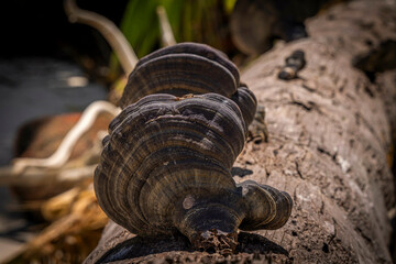 Fungus @ Tambarat island, Indonesia