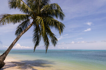 Sikandang palm @ Sikandang Island, Indonesia