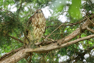 Red shoulder hawk perched in cedar tree hunting prey. 