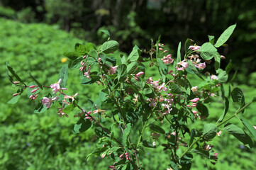 Obraz premium Wild blooming bush Lonicera tatarica
