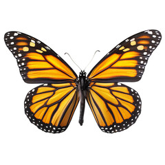 Fototapeta premium A Monarch butterfly displays its colorful wings, showcasing intricate patterns. It's a moment of delicate beauty and natural wonder
