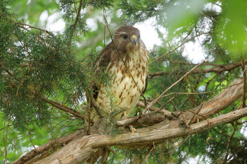 Red shoulder hawk perched in cedar tree hunting prey. 