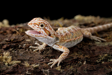 Baby bearded dragon sitting on wood with black background