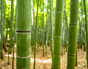 Obraz premium Dense Bamboo Forest Close Up