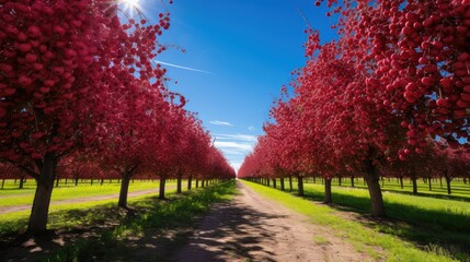 Naklejka premium ripe red cherries