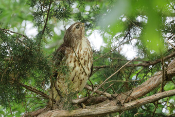 Red shoulder hawk perched in cedar tree hunting prey. 