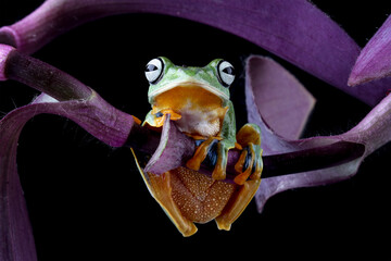 flying tree frog sitting on a leaves, close-up of java tree frogs, rhacophorus reinwardtii