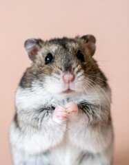 柔らかなマット背景の前で、前足を揃えてじっとこちらを見つめるジャンガリアンハムスターのかわいらしいクローズアップ

