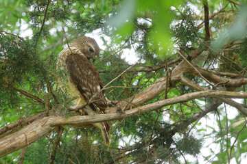 Red shoulder hawk perched in cedar tree hunting prey. 