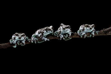 Amazon milk frog group in a tree, blue milk frog isolated on black background, Trachycephalus resinifictrix