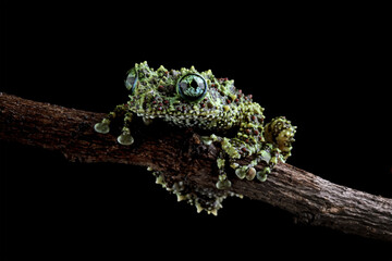 Vietnamese mossy frog sitting on a branch, Theloderma corticale isolated on black background