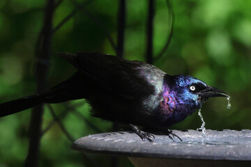 Colorful iridescent grackle blackbird drinking water at birdbath. 