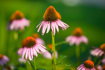 Beautiful Flower Head on Green Background in a Sunny Day in Locarno, Ticino, Switzerland.