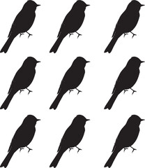 Premium vector illustration set of silhouettes of Phoebe birds. 