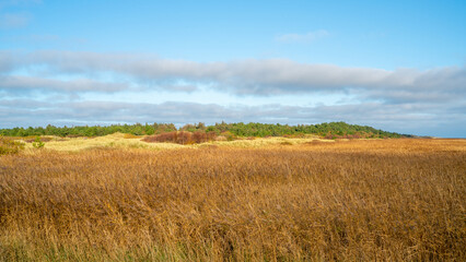 Nature reserve at the coast of the Wadden sea on Vlieland island, Netherlands
