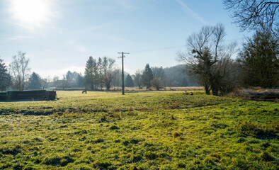 Rimed meadow on a winter morning in the Ardennes, Belgium
