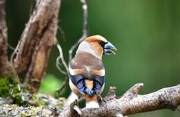 Männlicher Kernbeisser