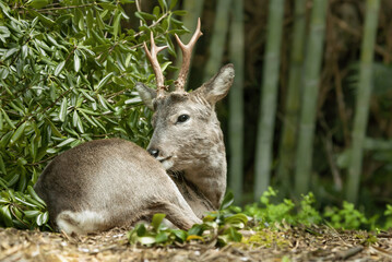 roe deer