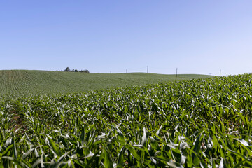 corn in the field in the summer, large field with a good harvest of corn