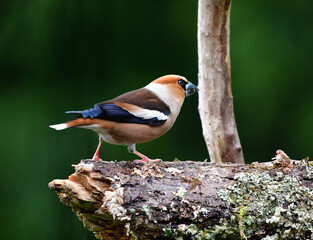 Kernbeisser Männlich