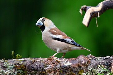 Kernbeisser Weiblich