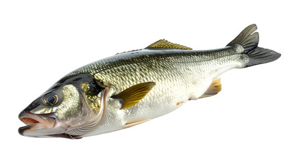 high resolution photo of fresh big freshwater fish isolated on white background seafood ingredient for cooking or fishing concept

