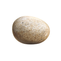 Fototapeta premium Single speckled egg on a transparent background, closeup studio shot showcasing natural texture and detail Concept of fragility, new life, and organic food