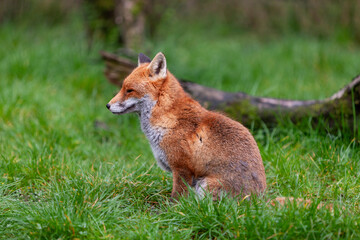 Beautiful adult red fox Vulpes vulpes in the spring forest, natural habitat environment, Wild Ireland