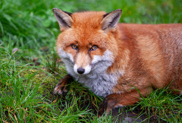 Beautiful adult red fox Vulpes vulpes in the spring forest, natural habitat environment, Wild Ireland