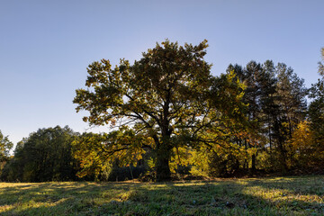 Obraz premium oak tree during the autumn season, a beautiful oak with orange-green foliage during the autumn leaf fall
