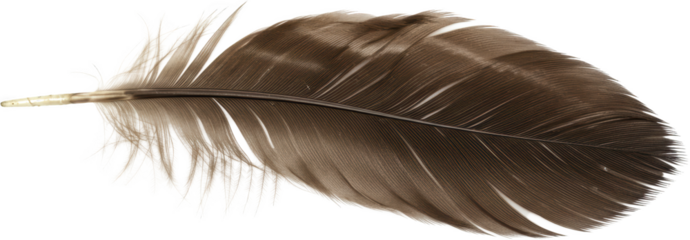 Detailed close up of a single brown bird feather isolated transparent background