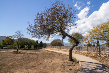 Mediterranean plants and trees are known for their ability to adapt to hot, dry summers and mild,...