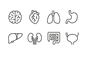 Medical vector icons representing major human organs including brain, heart, lungs, liver, kidneys, stomach, intestines, and bladder