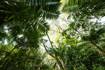 Fototapeta premium Lush vegetation in the Terra Nostra Botanical Park in the Furnas Valley, Sao Miguel, Azores