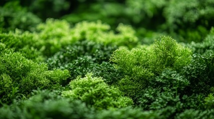 rain Forest. Beautiful View of Fresh Green Trees in the Woods with Moss
