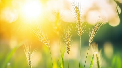 Fototapeta premium Golden Wheat Field Under Sunlight with Soft Focus Background Effects